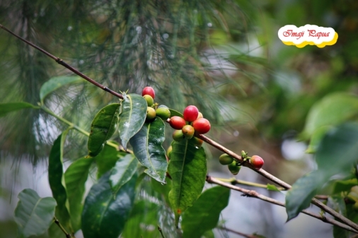 tanaman kopi